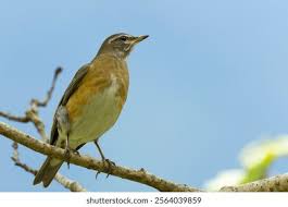 Image result for Turdus obscurus