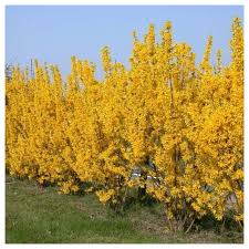 Attēlu rezultāti vaicājumam “Forsythia intermedia”