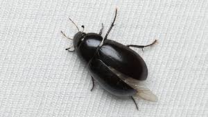 Attēlu rezultāti vaicājumam “Hydrochara caraboides”