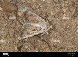 Attēlu rezultāti vaicājumam “Agrotis ripae larva”