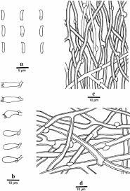 Attēlu rezultāti vaicājumam “Postia tephroleucus”