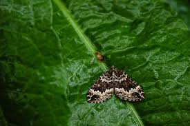 Attēlu rezultāti vaicājumam “Pheosia gnoma male”