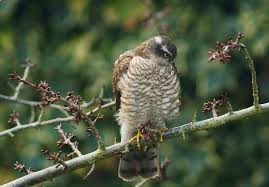 Attēlu rezultāti vaicājumam “Accipiter nisus female”