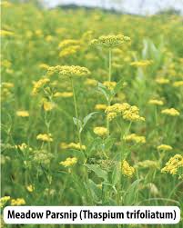 Attēlu rezultāti vaicājumam “Pastinaca sativa subsp. sylvestris flower”