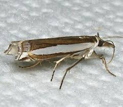 Attēlu rezultāti vaicājumam “Crambus”