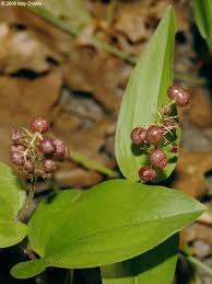 Attēlu rezultāti vaicājumam “Maianthemum bifolium fruit”