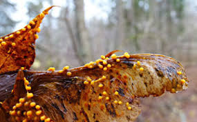 Attēlu rezultāti vaicājumam “Craterium minutum stalked”