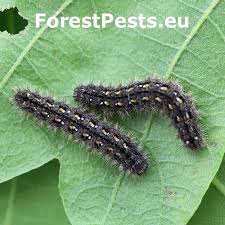 Attēlu rezultāti vaicājumam “Comatricha ellae stalked”