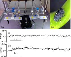 Attēlu rezultāti vaicājumam “Adelges laricis nymph”