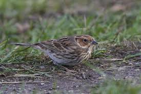 Image result for Emberiza pusilla