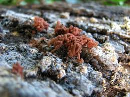 Attēlu rezultāti vaicājumam “Arcyria minuta macro”