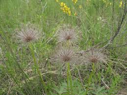 Attēlu rezultāti vaicājumam “Pulsatilla patens leaf”