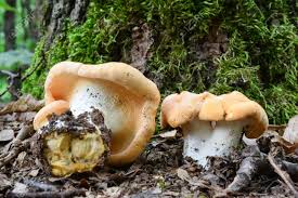 Attēlu rezultāti vaicājumam “Hydnum repandum”