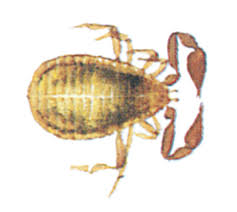 Attēlu rezultāti vaicājumam “Chelifer cancroides”