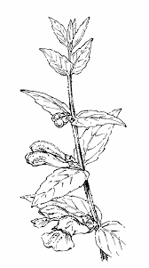 Attēlu rezultāti vaicājumam “Scutellaria galericulata leaf”