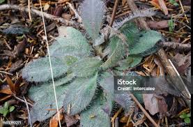 Attēlu rezultāti vaicājumam “Pilosella officinarum leaf”