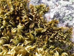 Attēlu rezultāti vaicājumam “Homalothecium sericeum”