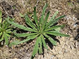 Attēlu rezultāti vaicājumam “Echium vulgare leaf”