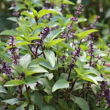 Image result for Basilikum