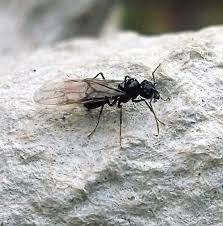 Attēlu rezultāti vaicājumam “Lasius fuliginosus”