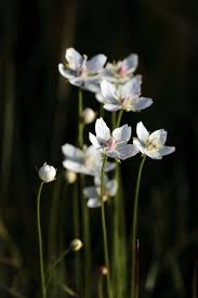 Attēlu rezultāti vaicājumam “Parnassia palustris flower”