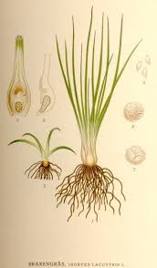 Attēlu rezultāti vaicājumam “Isoetes lacustris”