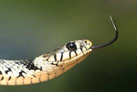 Attēlu rezultāti vaicājumam “Serpentes”