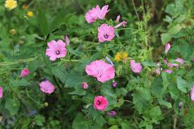 Image result for Lavatera trimestris