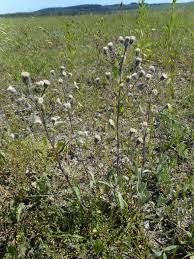 Attēlu rezultāti vaicājumam “Erigeron acris”