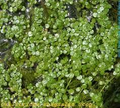 Attēlu rezultāti vaicājumam “Callitriche cophocarpa leaf”