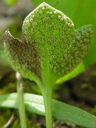 Attēlu rezultāti vaicājumam “Tranzschelia pruni-spinosae spores”