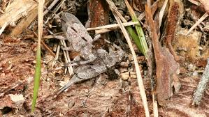 Attēlu rezultāti vaicājumam “Acanthocinus aedilis”