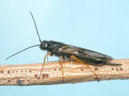 Attēlu rezultāti vaicājumam “Euura brevicornis”