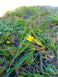 Attēlu rezultāti vaicājumam “Stuckenia filiformis flower”