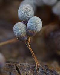 Attēlu rezultāti vaicājumam “Badhamia utricularis macro”