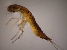 Attēlu rezultāti vaicājumam “Dytiscidae”