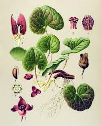 Attēlu rezultāti vaicājumam “Asarum europaeum”