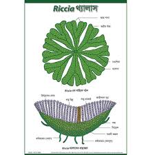 Attēlu rezultāti vaicājumam “Riccia”