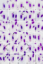Attēlu rezultāti vaicājumam “Colloderma oculatum plasmodium”