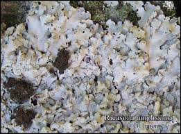 Attēlu rezultāti vaicājumam “Lobaria amplissima”