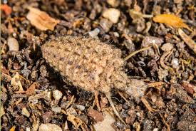 Attēlu rezultāti vaicājumam “Myrmeleontidae”