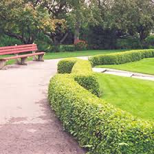 Attēlu rezultāti vaicājumam “Ribes alpinum”