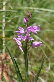 Attēlu rezultāti vaicājumam “Cephalanthera rubra flower”