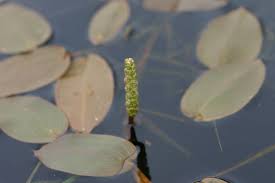 Attēlu rezultāti vaicājumam “Potamogeton natans”