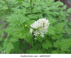 Attēlu rezultāti vaicājumam “Actaea spicata flower”