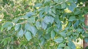 Attēlu rezultāti vaicājumam “Populus laurifolia”