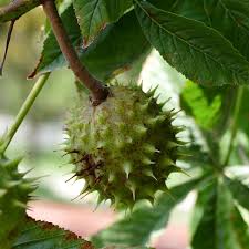 Attēlu rezultāti vaicājumam “Aesculus hippocastanum”