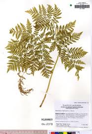 Attēlu rezultāti vaicājumam “Botrychium virginianum”