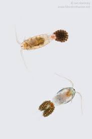 Attēlu rezultāti vaicājumam “Copepoda”
