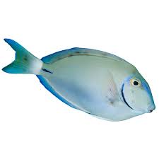 Image result for Acanthurus bahianus